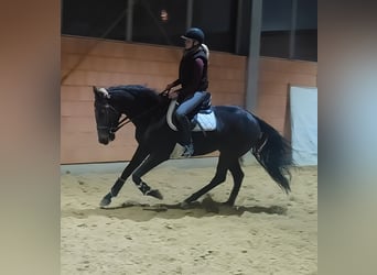 Irish Sport Horse, Wallach, 4 Jahre, 168 cm, Rappe