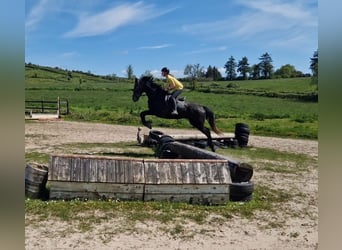 Irish Sport Horse, Wallach, 4 Jahre, 168 cm, Rappe