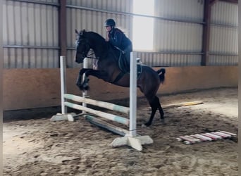 Irish Sport Horse, Wallach, 4 Jahre, 168 cm, Rotbrauner