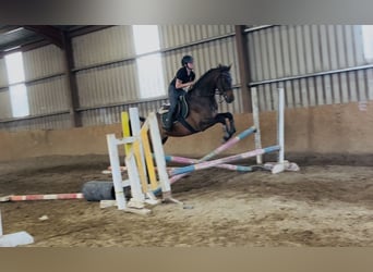 Irish Sport Horse, Wallach, 4 Jahre, 168 cm, Rotbrauner