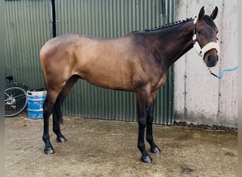 Irish Sport Horse, Wallach, 4 Jahre, 168 cm, Rotbrauner