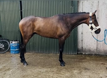 Irish Sport Horse, Wallach, 4 Jahre, 168 cm, Rotbrauner