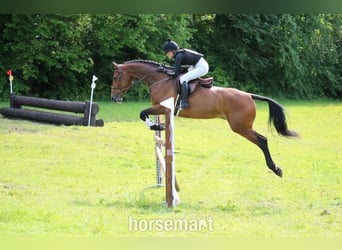 Irish Sport Horse, Wallach, 4 Jahre, 168 cm, Rotbrauner