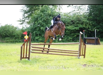 Irish Sport Horse, Wallach, 4 Jahre, 168 cm, Rotbrauner