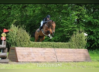 Irish Sport Horse, Wallach, 4 Jahre, 168 cm, Rotbrauner