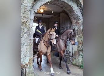Irish Sport Horse, Wallach, 4 Jahre, 168 cm, Rotbrauner