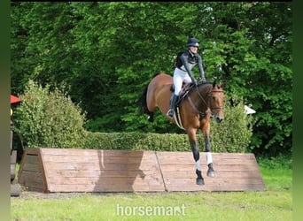 Irish Sport Horse, Wallach, 4 Jahre, 168 cm, Rotbrauner