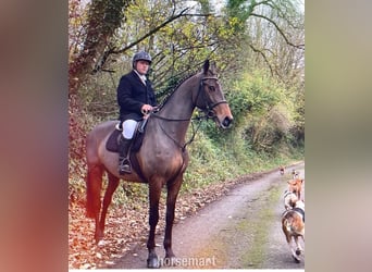 Irish Sport Horse, Wallach, 4 Jahre, 168 cm, Rotbrauner