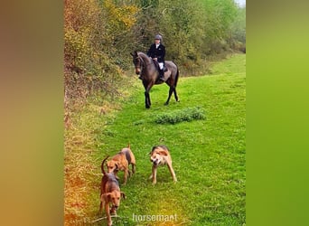 Irish Sport Horse, Wallach, 4 Jahre, 168 cm, Rotbrauner