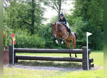 Irish Sport Horse, Wallach, 4 Jahre, 168 cm, Rotbrauner