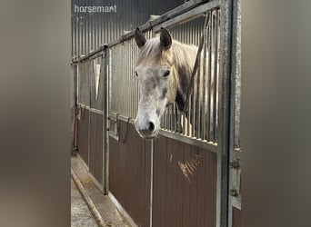 Irish Sport Horse, Wallach, 4 Jahre, 168 cm, Schimmel