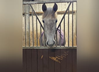 Irish Sport Horse, Wallach, 4 Jahre, 168 cm, Schimmel