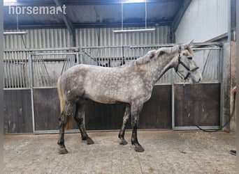 Irish Sport Horse, Wallach, 4 Jahre, 168 cm, Schimmel