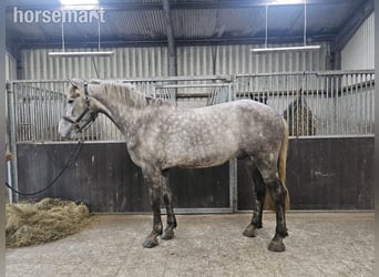 Irish Sport Horse, Wallach, 4 Jahre, 168 cm, Schimmel