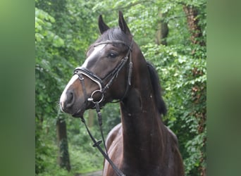 Irish Sport Horse, Wallach, 4 Jahre, 168 cm, Schwarzbrauner