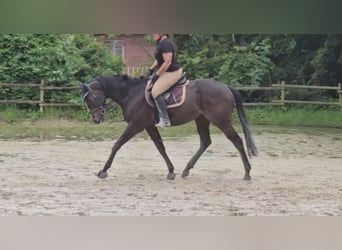 Irish Sport Horse, Wallach, 4 Jahre, 168 cm, Schwarzbrauner