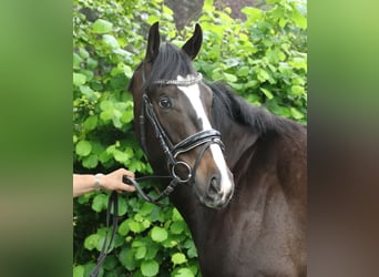 Irish Sport Horse, Wallach, 4 Jahre, 168 cm, Schwarzbrauner