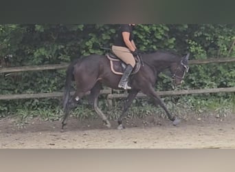 Irish Sport Horse, Wallach, 4 Jahre, 168 cm, Schwarzbrauner