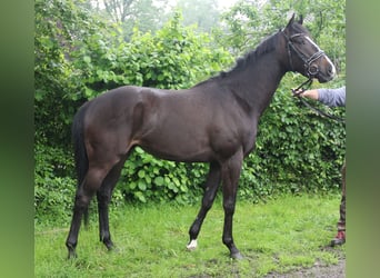 Irish Sport Horse, Wallach, 4 Jahre, 168 cm, Schwarzbrauner