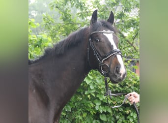 Irish Sport Horse, Wallach, 4 Jahre, 168 cm, Schwarzbrauner