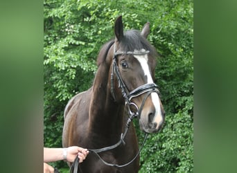 Irish Sport Horse, Wallach, 4 Jahre, 168 cm, Schwarzbrauner