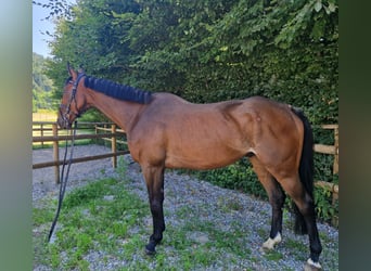 Irish Sport Horse, Wallach, 4 Jahre, 170 cm, Brauner