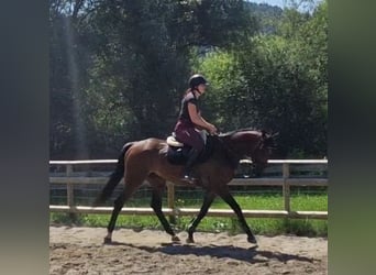 Irish Sport Horse, Wallach, 4 Jahre, 170 cm, Brauner