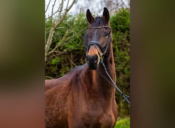 Irish Sport Horse, Wallach, 4 Jahre, 170 cm, Brauner