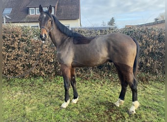 Irish Sport Horse, Wallach, 4 Jahre, 170 cm, Dunkelbrauner