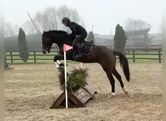 Irish Sport Horse, Wallach, 4 Jahre, 170 cm, Dunkelbrauner