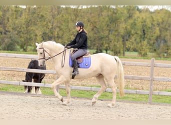 Irish Sport Horse, Wallach, 4 Jahre, 170 cm, Palomino