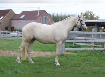 Irish Sport Horse, Wallach, 4 Jahre, 170 cm, Palomino