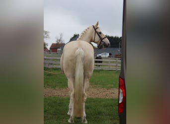 Irish Sport Horse, Wallach, 4 Jahre, 170 cm, Palomino