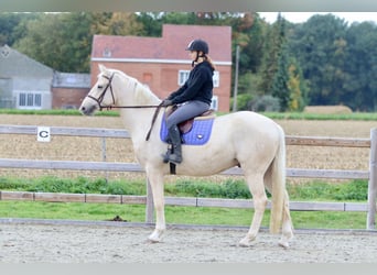 Irish Sport Horse, Wallach, 4 Jahre, 170 cm, Palomino
