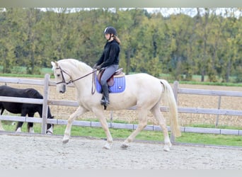Irish Sport Horse, Wallach, 4 Jahre, 170 cm, Palomino