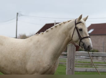 Irish Sport Horse, Wallach, 4 Jahre, 170 cm, Palomino