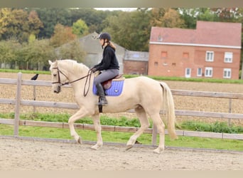 Irish Sport Horse, Wallach, 4 Jahre, 170 cm, Palomino