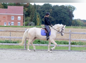 Irish Sport Horse, Wallach, 4 Jahre, 170 cm, Palomino