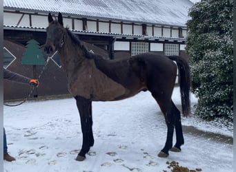 Irish Sport Horse, Wallach, 4 Jahre, 170 cm, Rappe
