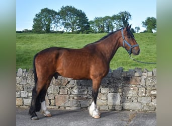 Irish Sport Horse, Wallach, 4 Jahre, 170 cm, Rotbrauner