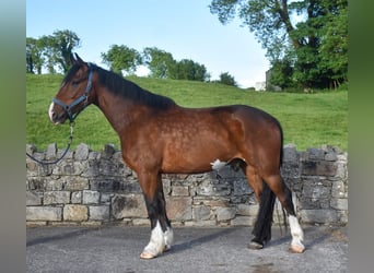 Irish Sport Horse, Wallach, 4 Jahre, 170 cm, Rotbrauner