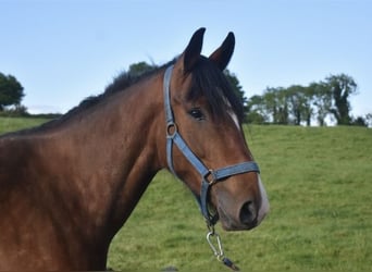 Irish Sport Horse, Wallach, 4 Jahre, 170 cm, Rotbrauner