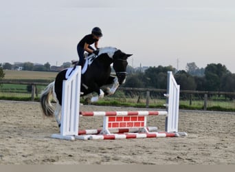 Irish Sport Horse, Wallach, 4 Jahre, 170 cm, Schecke
