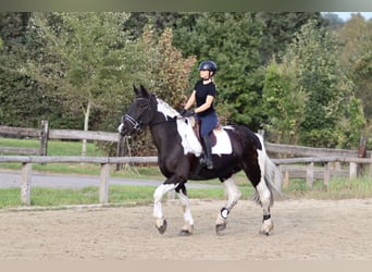 Irish Sport Horse, Wallach, 4 Jahre, 170 cm, Schecke