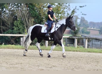 Irish Sport Horse, Wallach, 4 Jahre, 170 cm, Schecke