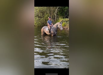 Irish Sport Horse, Wallach, 4 Jahre, 170 cm, Schimmel