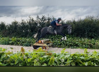 Irish Sport Horse, Wallach, 4 Jahre, 170 cm, Schimmel