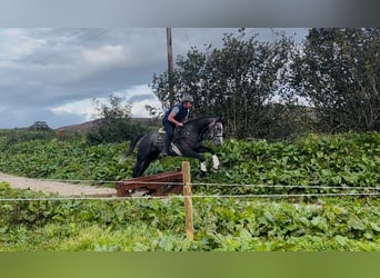 Irish Sport Horse, Wallach, 4 Jahre, 170 cm, Schimmel