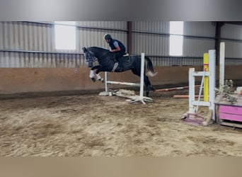 Irish Sport Horse, Wallach, 4 Jahre, 170 cm, Schimmel