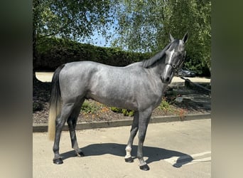Irish Sport Horse, Wallach, 4 Jahre, 170 cm, Schimmel